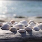 shell toss beach game