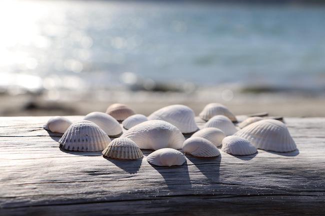 shell toss beach game